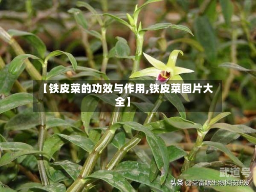 【铁皮菜的功效与作用,铁皮菜图片大全】