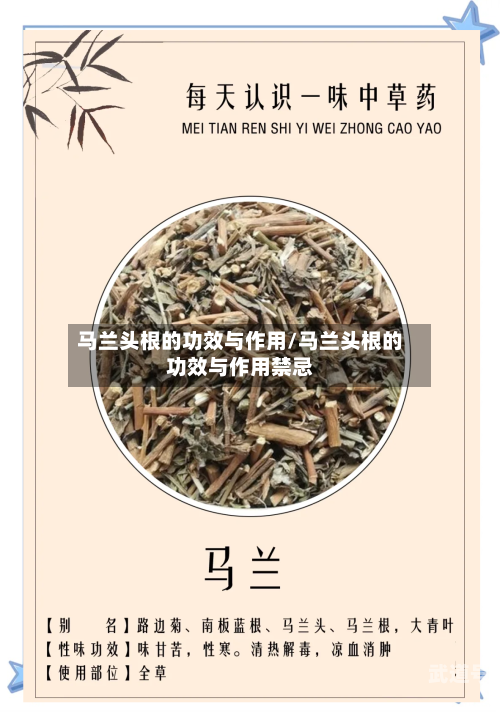 马兰头根的功效与作用/马兰头根的功效与作用禁忌