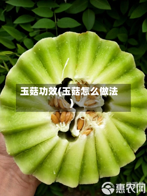 玉菇功效(玉菇怎么做法)