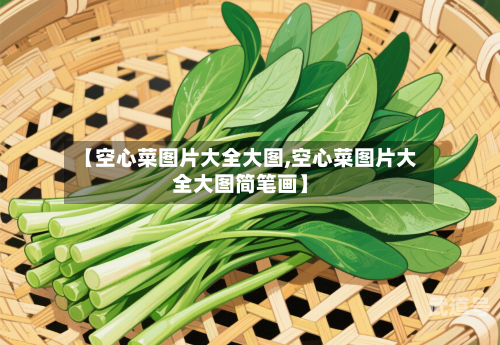 【空心菜图片大全大图,空心菜图片大全大图简笔画】