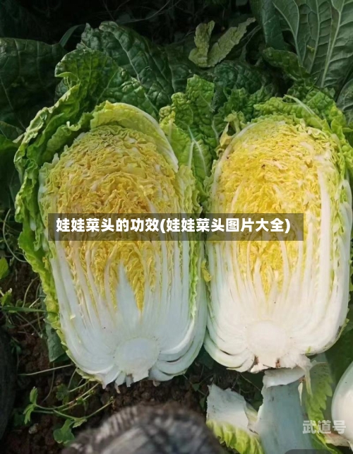 娃娃菜头的功效(娃娃菜头图片大全)