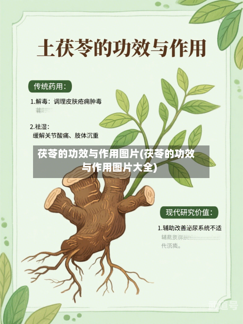 茯苓的功效与作用图片(茯苓的功效与作用图片大全)