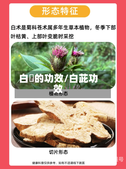 白菓的功效/白茈功效