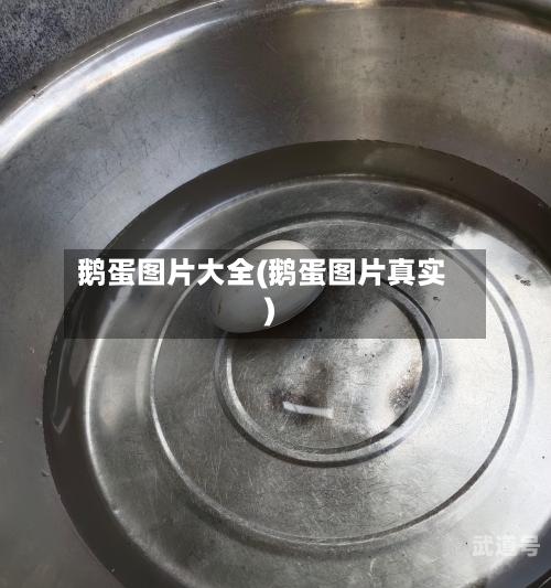 鹅蛋图片大全(鹅蛋图片真实)