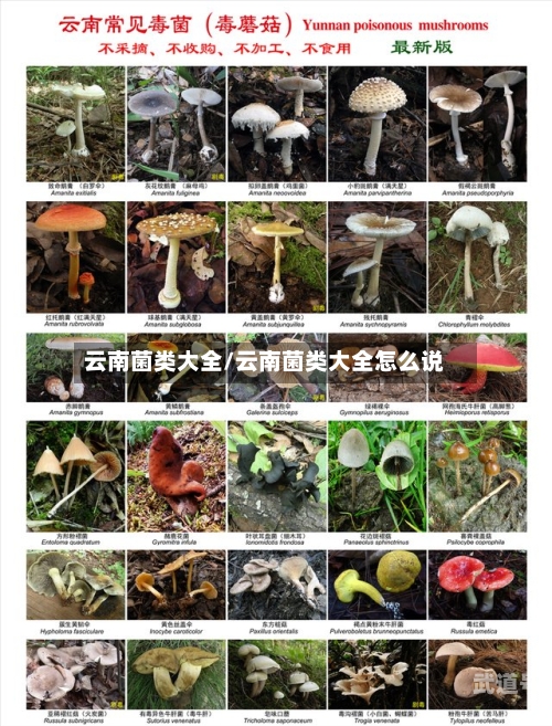云南菌类大全/云南菌类大全怎么说