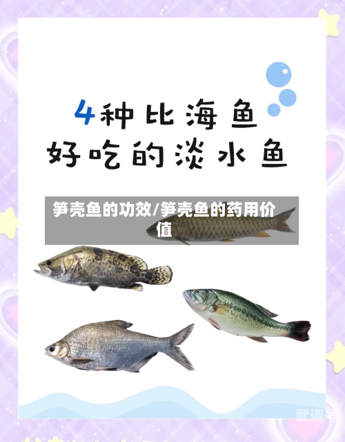 笋壳鱼的功效/笋壳鱼的药用价值