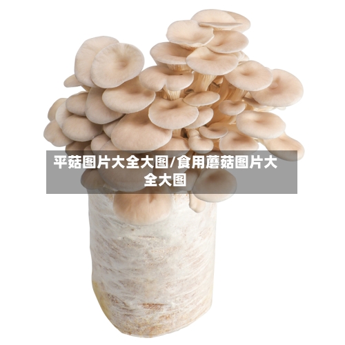 平菇图片大全大图/食用蘑菇图片大全大图