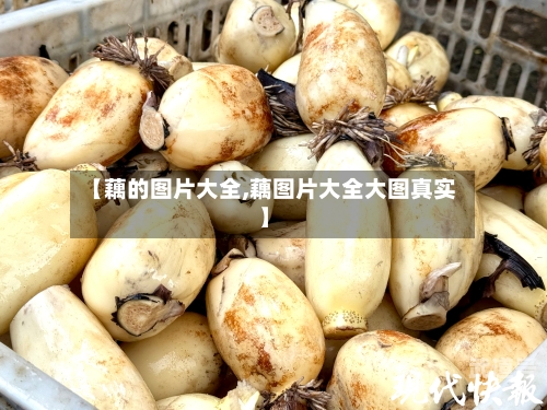 【藕的图片大全,藕图片大全大图真实】