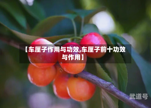 【车厘子作用与功效,车厘子前十功效与作用】