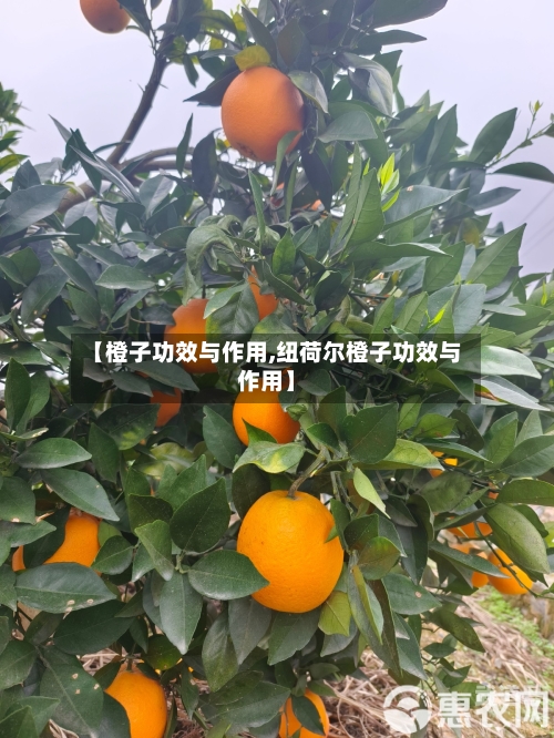 【橙子功效与作用,纽荷尔橙子功效与作用】