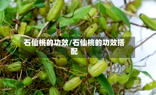 石仙桃的功效/石仙桃的功效搭配