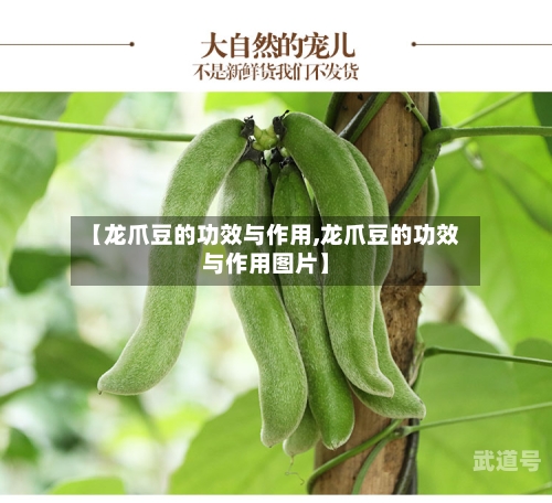 【龙爪豆的功效与作用,龙爪豆的功效与作用图片】