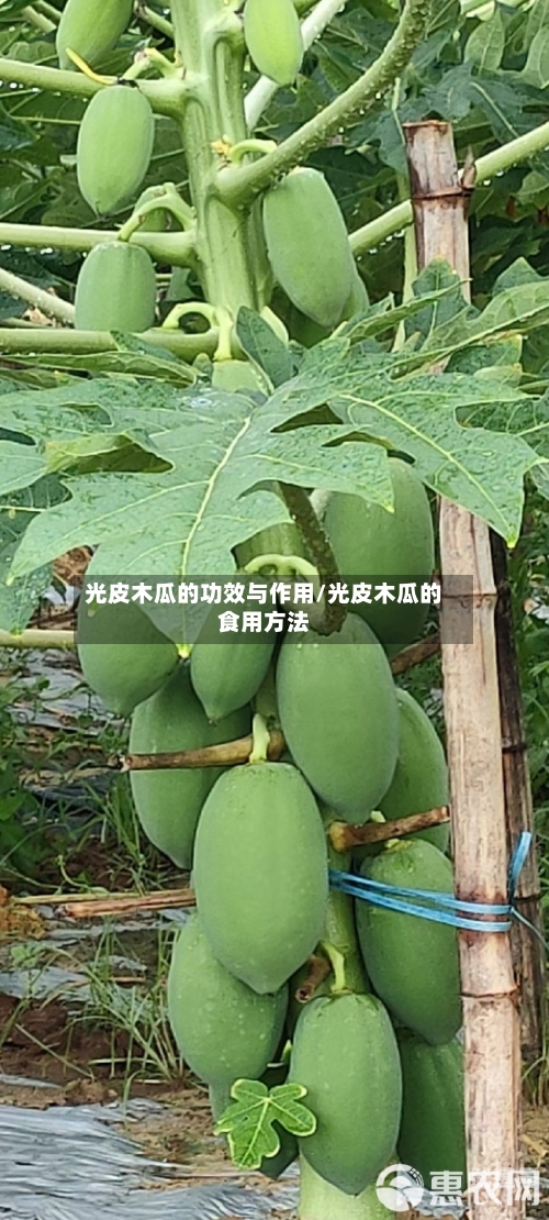 光皮木瓜的功效与作用/光皮木瓜的食用方法