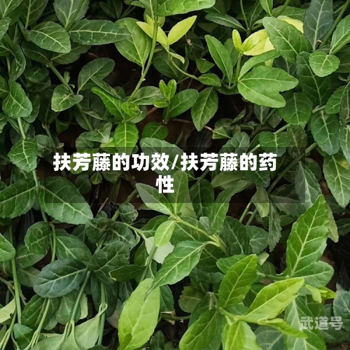 扶芳藤的功效/扶芳藤的药性