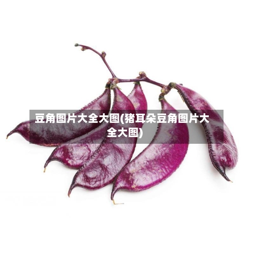 豆角图片大全大图(猪耳朵豆角图片大全大图)