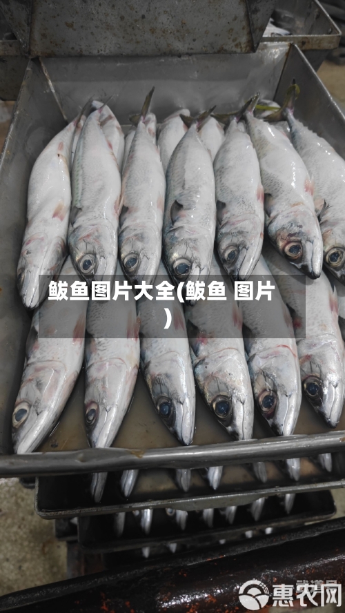 鲅鱼图片大全(鲅鱼 图片)