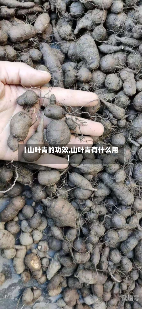 【山叶青的功效,山叶青有什么用】