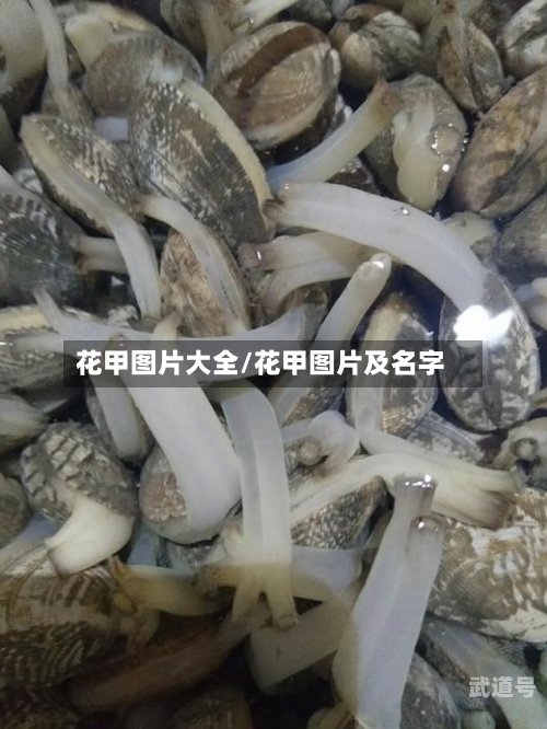 花甲图片大全/花甲图片及名字