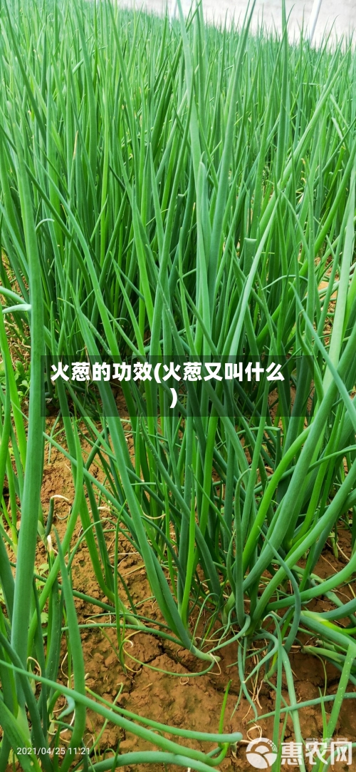 火葱的功效(火葱又叫什么)