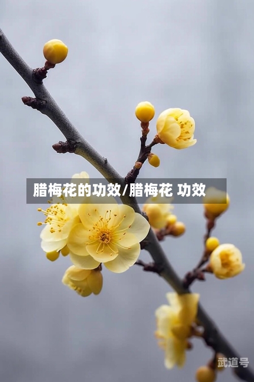 腊梅花的功效/腊梅花 功效