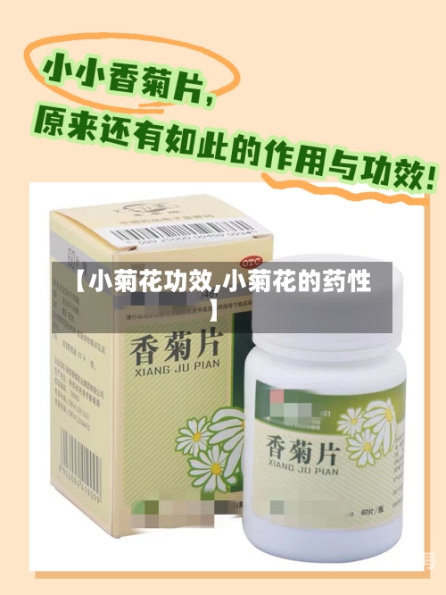 【小菊花功效,小菊花的药性】