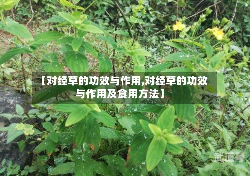 【对经草的功效与作用,对经草的功效与作用及食用方法】