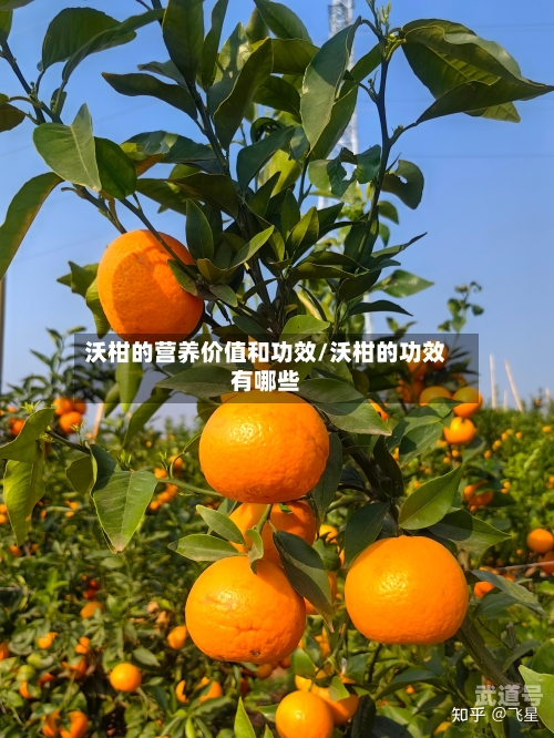 沃柑的营养价值和功效/沃柑的功效有哪些