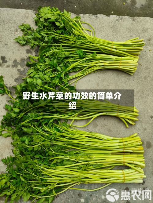 野生水芹菜的功效的简单介绍