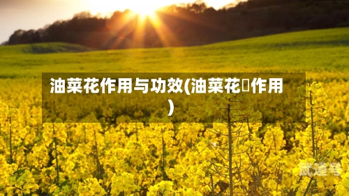 油菜花作用与功效(油菜花枌作用)