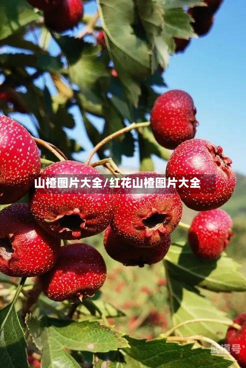 山楂图片大全/红花山楂图片大全