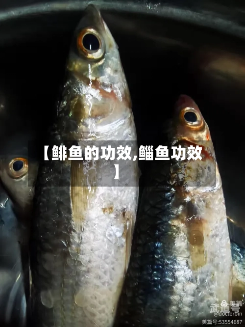 【鲱鱼的功效,鲻鱼功效】
