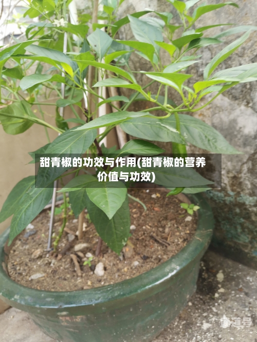 甜青椒的功效与作用(甜青椒的营养价值与功效)
