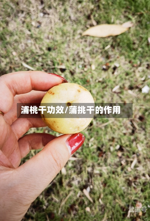 浦桃干功效/蒲挑干的作用