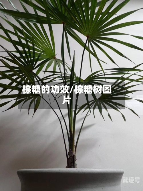 棕糖的功效/棕糖树图片