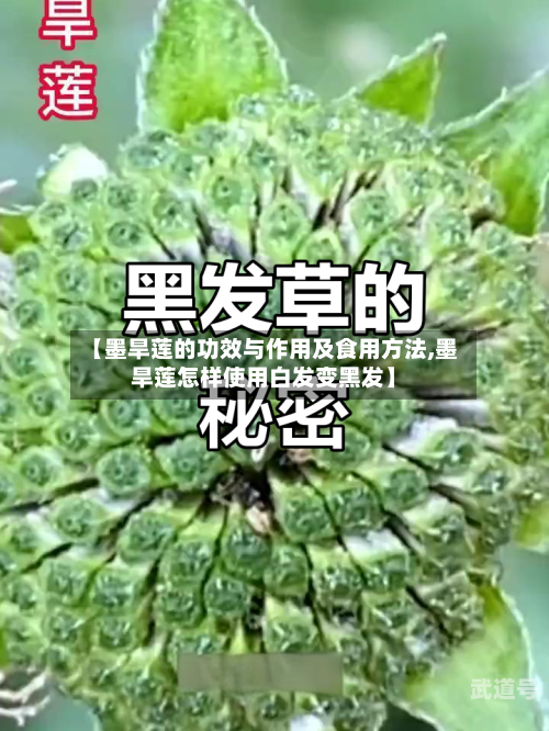 【墨旱莲的功效与作用及食用方法,墨旱莲怎样使用白发变黑发】
