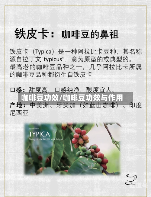 咖啡豆功效/咖啡豆功效与作用