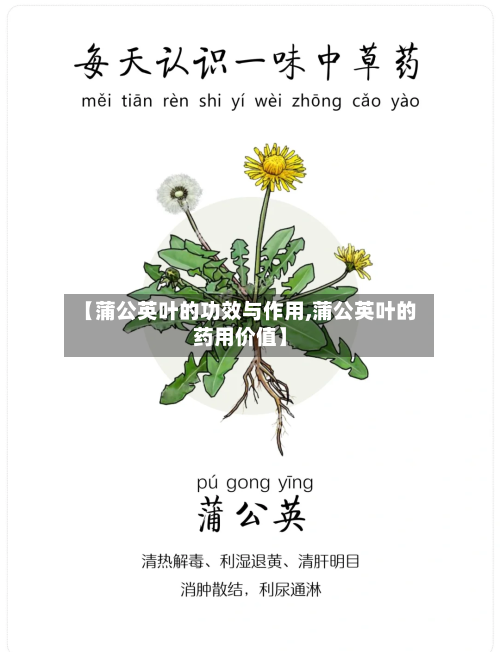 【蒲公英叶的功效与作用,蒲公英叶的药用价值】