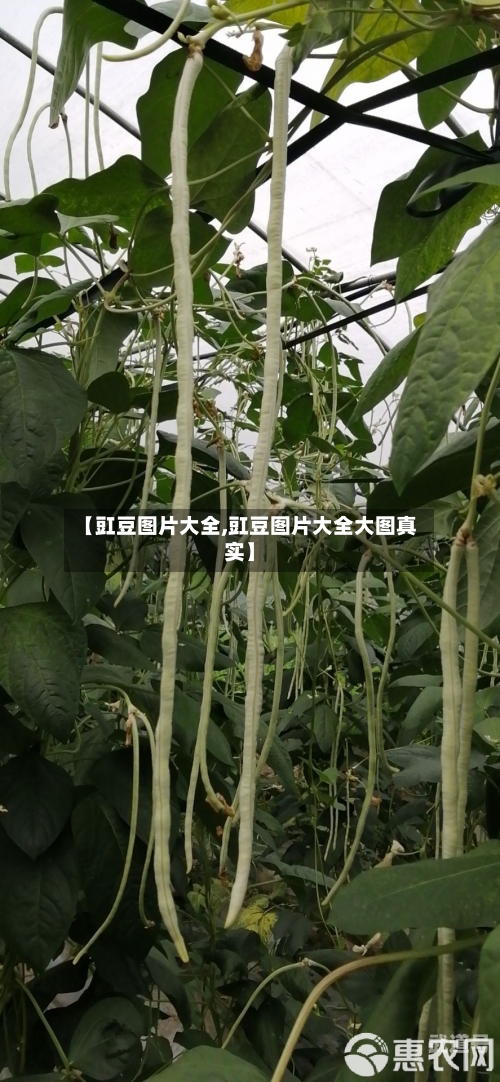 【豇豆图片大全,豇豆图片大全大图真实】