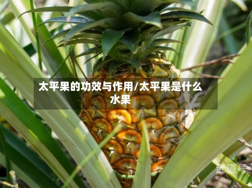 太平果的功效与作用/太平果是什么水果