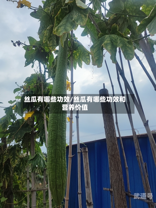 丝瓜有哪些功效/丝瓜有哪些功效和营养价值