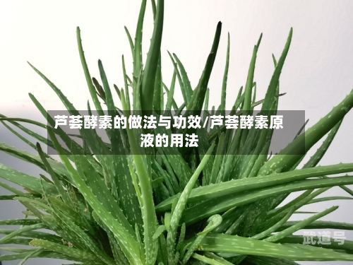 芦荟酵素的做法与功效/芦荟酵素原液的用法