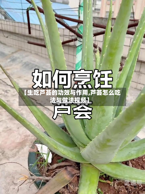 【生吃芦荟的功效与作用,芦荟怎么吃法与做法视频】