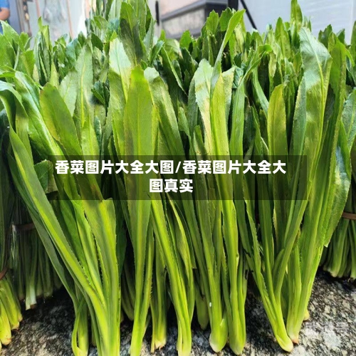 香菜图片大全大图/香菜图片大全大图真实
