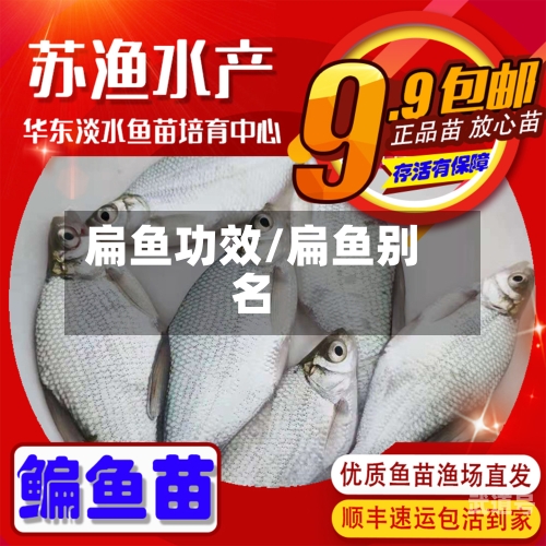 扁鱼功效/扁鱼别名