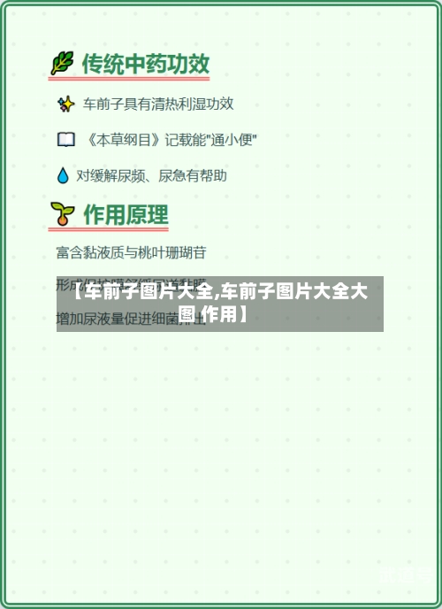 【车前子图片大全,车前子图片大全大图 作用】