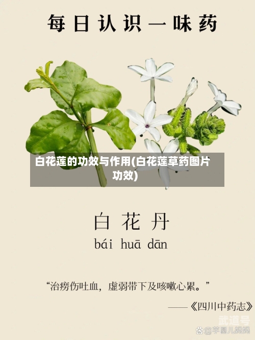 白花莲的功效与作用(白花莲草药图片功效)