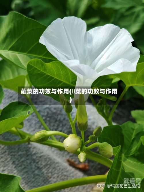 蕹菜的功效与作用(蔊菜的功效与作用)