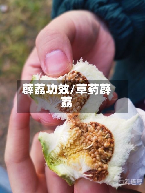 薜荔功效/草药薜荔