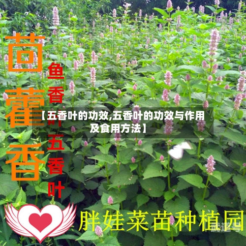 【五香叶的功效,五香叶的功效与作用及食用方法】