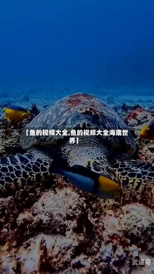 【鱼的视频大全,鱼的视频大全海底世界】